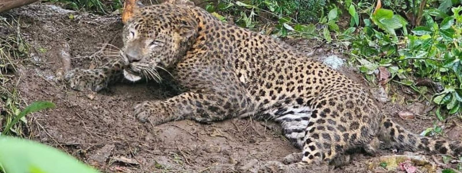 Tragic End for Leopard Caught in Maskeliya Snare